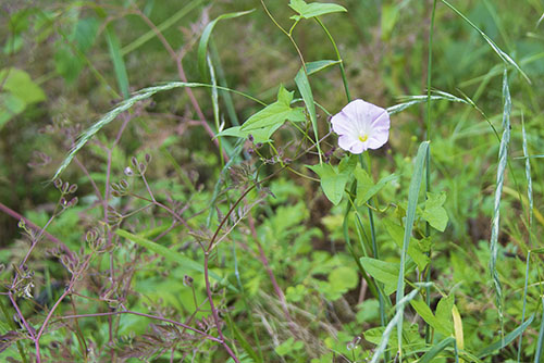 2017年6月撮影のフリー写真素材40「薄い紫色の花」