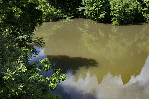 2017年6月撮影のフリー写真素材50「森の中の沼池」