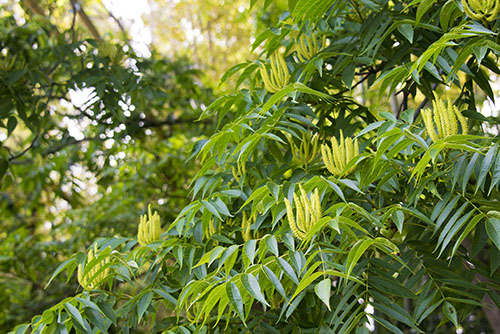 2017年6月撮影のフリー写真素材52「森の草木」