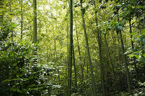 2017年6月撮影のフリー写真素材53「竹林」