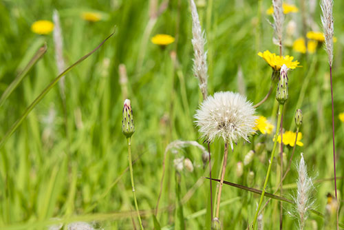 2017年6月撮影のフリー写真素材71「たんぽぽの綿毛」