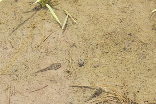 2017年6月撮影のフリー写真素材77「田んぼのオタマジャクシ」