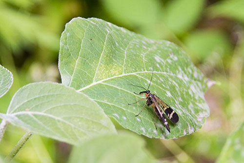 2017年6月撮影のフリー写真素材79「葉に止まる虫」
