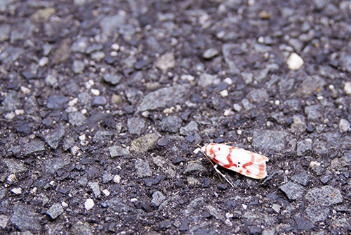 2017年6月撮影のフリー写真素材80「道路にいたアカスジシロコケガ」
