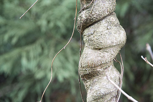 フリー写真素材195「面白い形の木」
