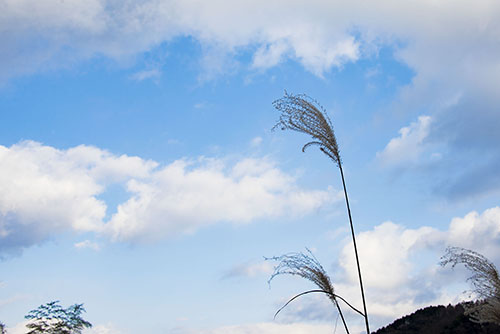 フリー写真素材204「青空とススキ」