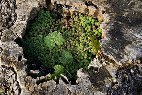 フリー写真素材216「草が生えた切り株」