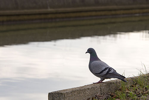 フリー写真素材217「前を見つめる鳩」