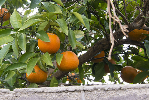 フリー写真素材220「ミカンの木」