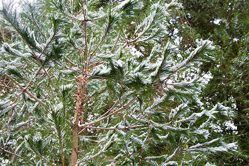 フリー写真素材244「松に積もった雪」