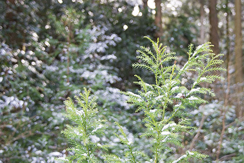 フリー写真素材245「草に積もった雪」