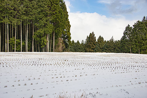 フリー写真素材248「山の上の田んぼ」