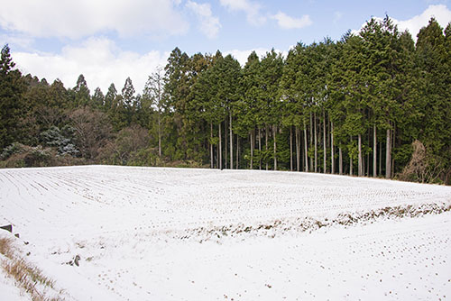 フリー写真素材250「森の中の田んぼ」
