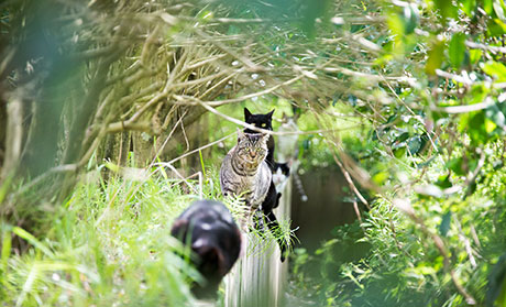 猫のフリー写真素材10