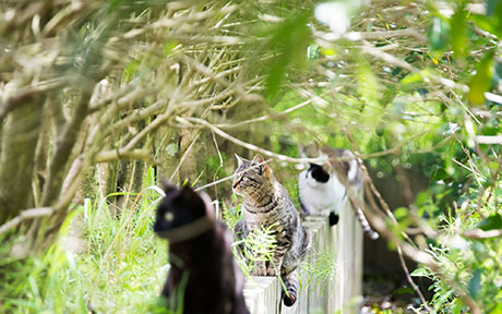 猫のフリー写真素材11