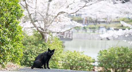 猫のフリー写真素材12