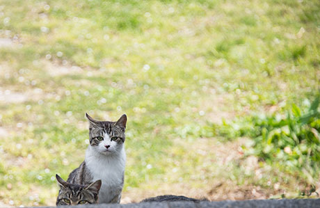 猫のフリー写真素材13