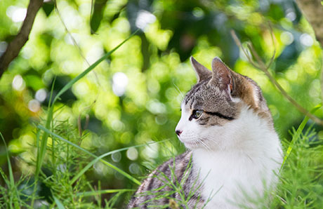 猫のフリー写真素材2