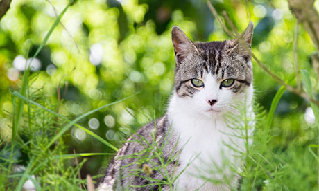 猫のフリー写真素材3