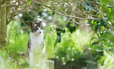 猫のフリー写真素材4