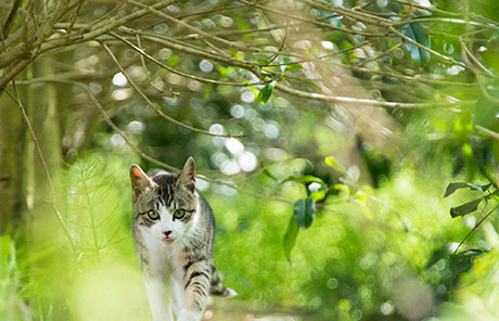 猫のフリー写真素材6