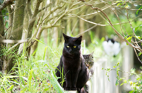 猫のフリー写真素材9