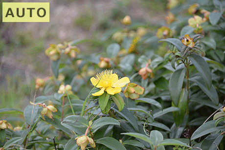 シーンモード（ハイキー）との比較
