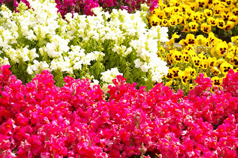 何の処理もしていない、長方形の花の写真