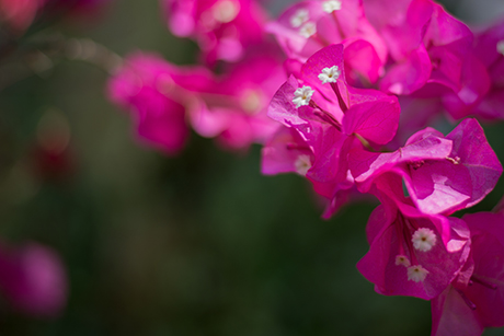 花のフリー写真素材20