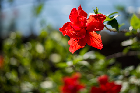 花のフリー写真素材21