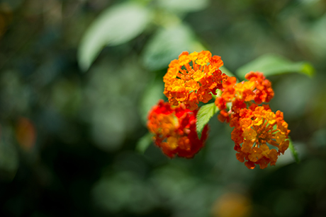 花のフリー写真素材22