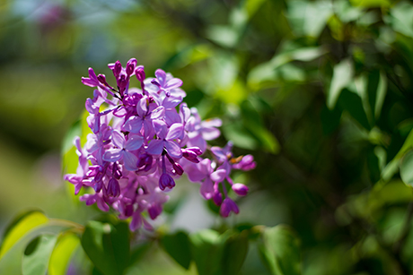 花のフリー写真素材23