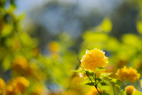 花のフリー写真素材24