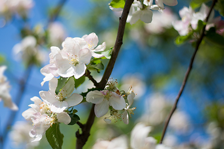 花のフリー写真素材26