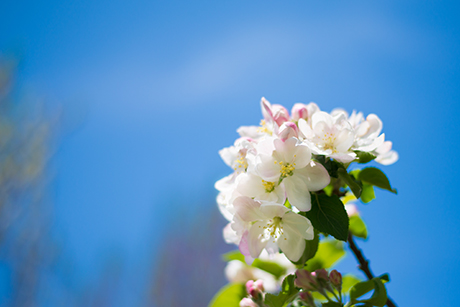 花のフリー写真素材27