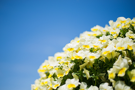 花のフリー写真素材28