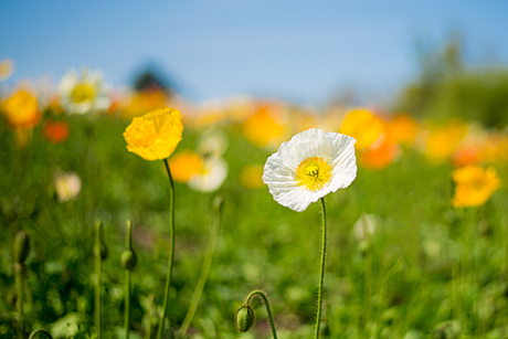 花のフリー写真素材32