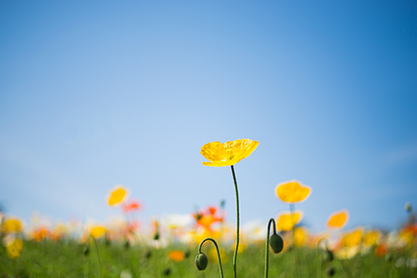 花のフリー写真素材33