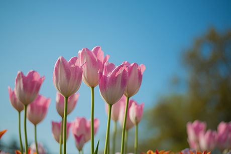 花のフリー写真素材41