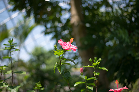 花のフリー写真素材42