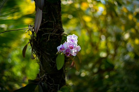 花のフリー写真素材65