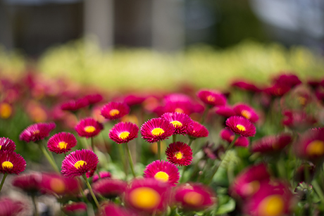 赤色と黄色の花