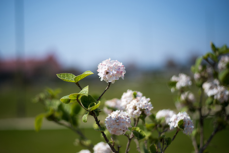 丸い桜の花