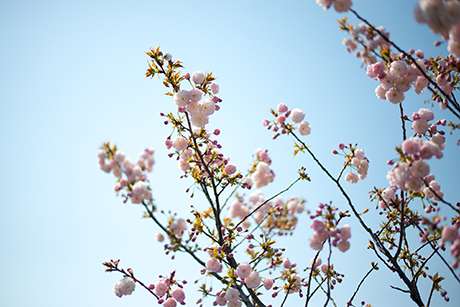 桃色の花と青空