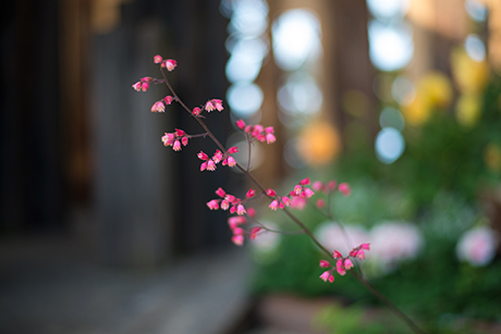 小さな桃色の花