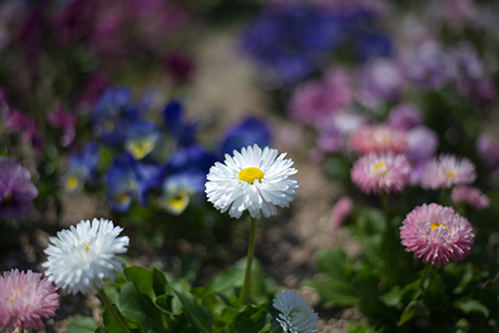 鮮やかな白色の花