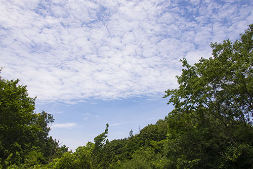 フリー写真素材166「森と青空」