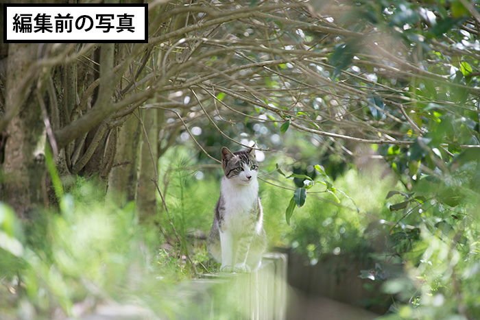 編集前の猫の写真