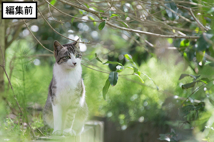 GIMPで編集した5枚の写真を比較