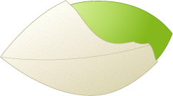 銀杏のフリー素材7